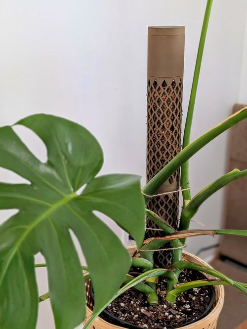 Moss Pole Big - Starter Kit