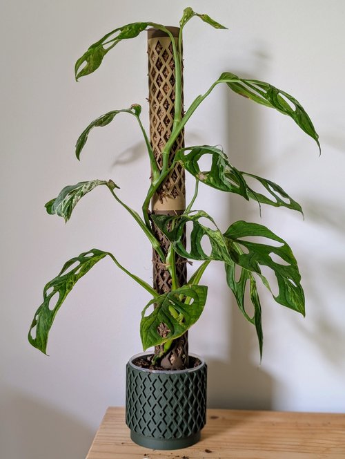 Moss Pole Mini - Starter Kit – Greenify With Brad