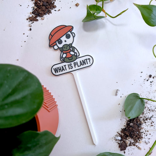 What Is Plant?